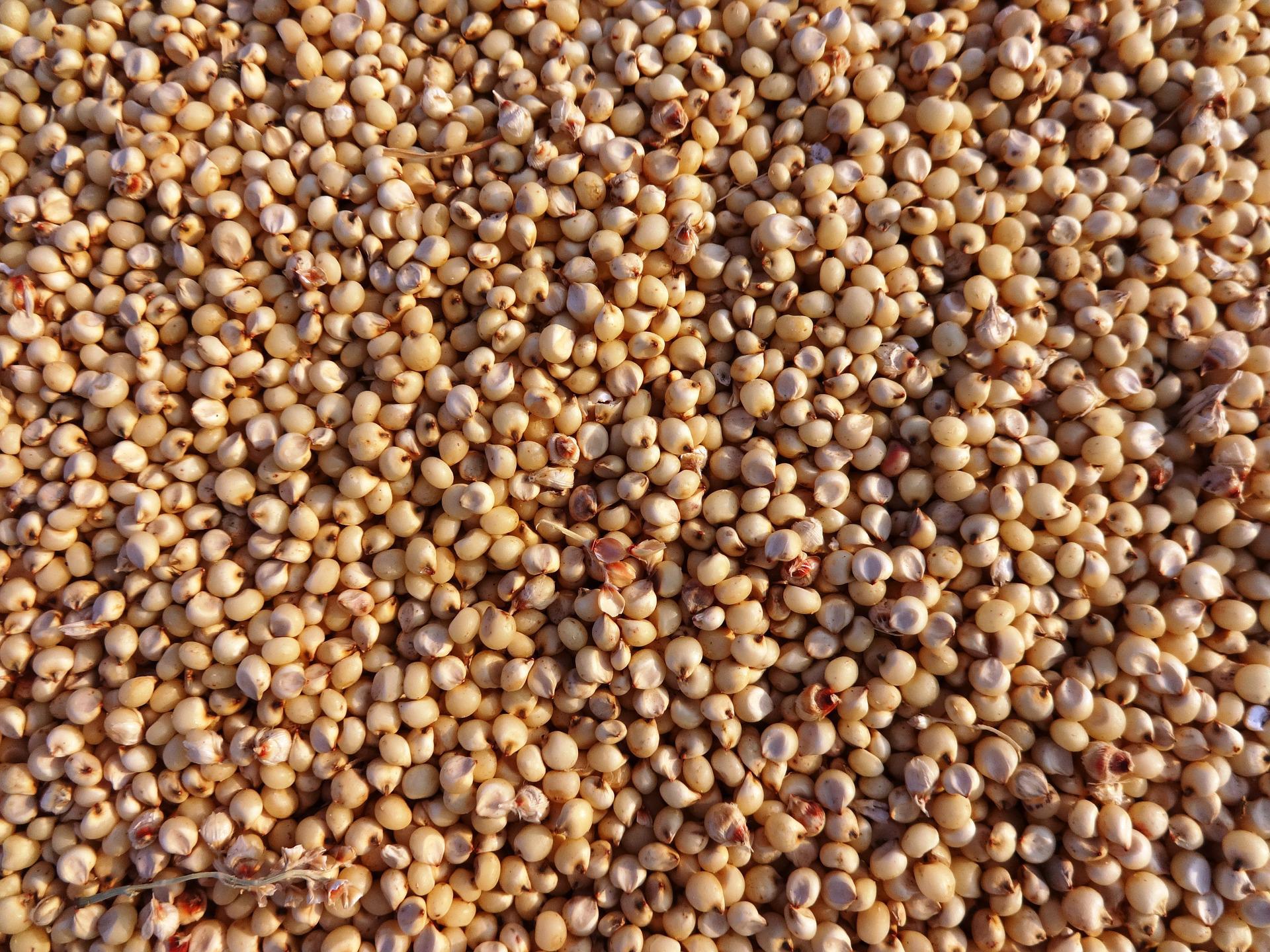 Sorgo · PLUSGRAIN