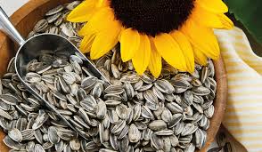 Girasol · PLUSGRAIN