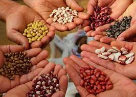 Harinas · PLUSGRAIN